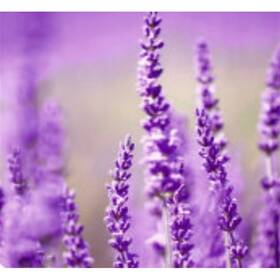 Vôňa do vysávača Ak AV 8 
