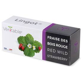 Semienka Véritable Lingot Divoké červené jahody 

