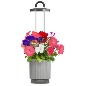 Inteligentný kvetináč Click and Grow HydroVase sivý

