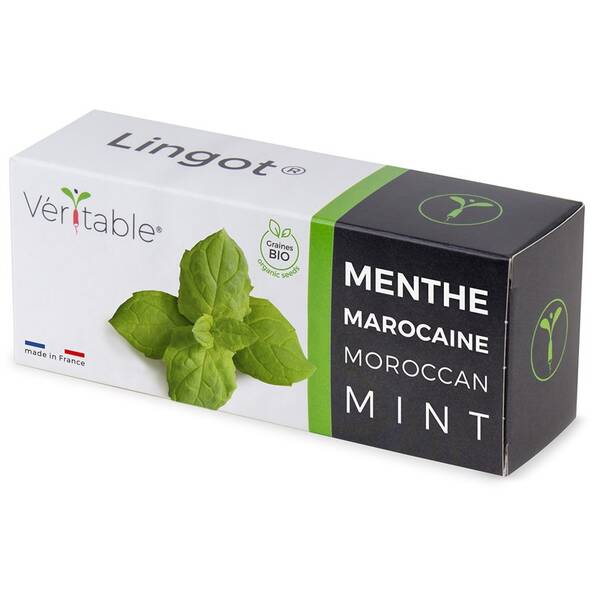 Semienka Véritable Lingot Marocká mäta - BIO 

