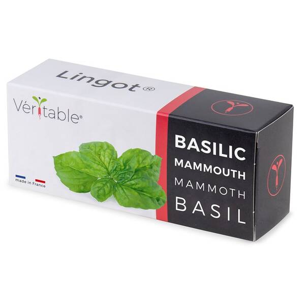 Semienka Véritable Lingot Bazalka mamutie 

