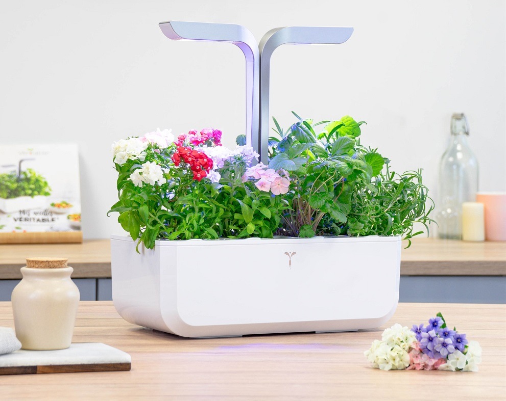 Semienka Véritable Lingot Flox Flox kvetina pestovaná v záhradke (kvetináči) Véritable