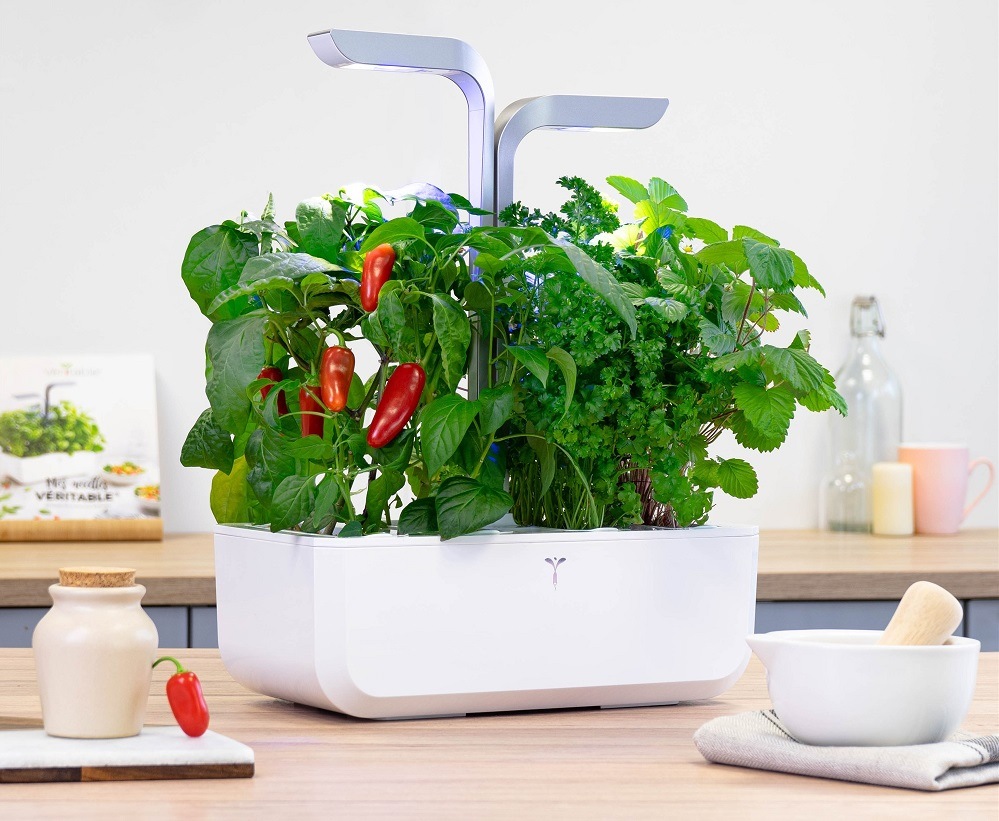 Semienka Véritable Lingot Jalapeño pálivé chilli Jalapeño pálivé chilli rastúce v kvetináči (záhradke) Véritable na kuchynskej linke