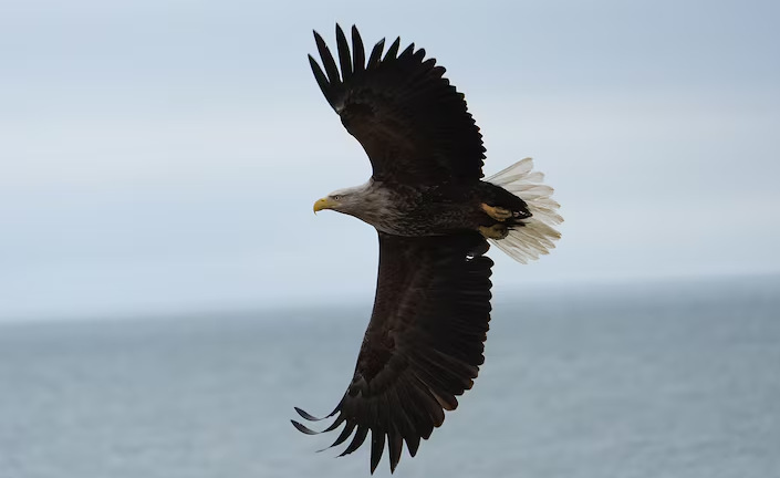 Sony FE 100-400 f/5.6-8 OSS ostrie pomocou dvojice lineárnych motorov