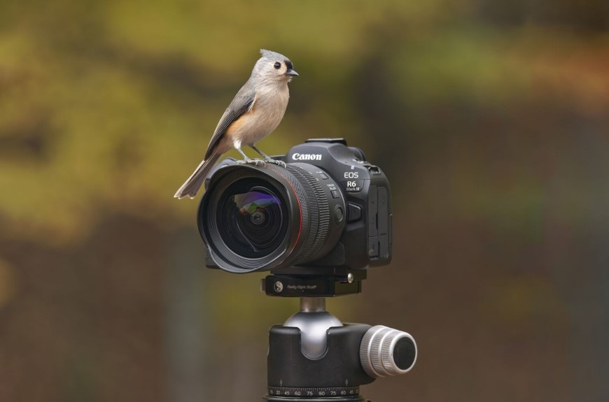 Digitálny fotoaparát Canon EOS R6 Mark III + RF 24-105 mm f/4 L IS USM čierny Vtáčik sediaci na fotoaparáte EOS R6 Mark III s objektívom Canon RF 24–105 mm f/4L USM