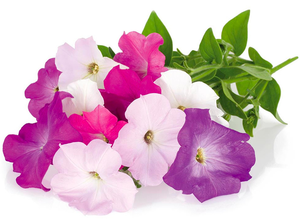 Semienka Click and Grow Petúnia - 3 ks Semienka Click and Grow Petunia - 3 ks