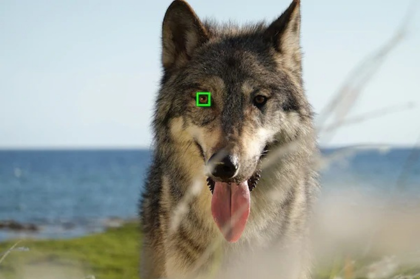 „Fotoaparát