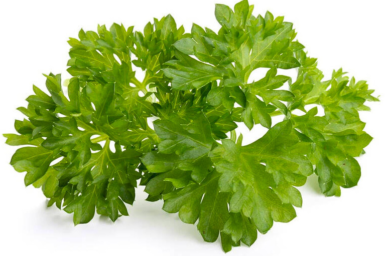 Semienka Click and Grow Petržlen kučeravý - 3 ks