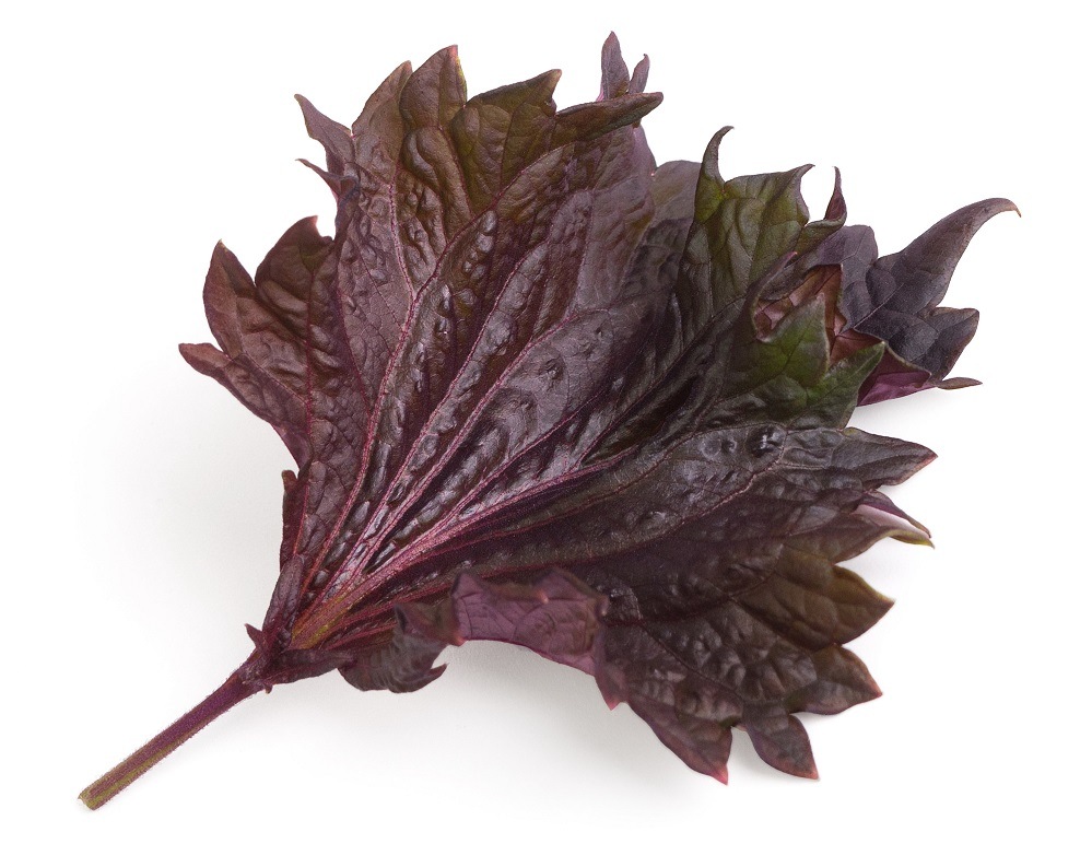 Semienka Véritable Lingot Fialový shiso - BIO Zozbieraný fialový shiso vypestovaný v kvetináči (záhradke) Véritable