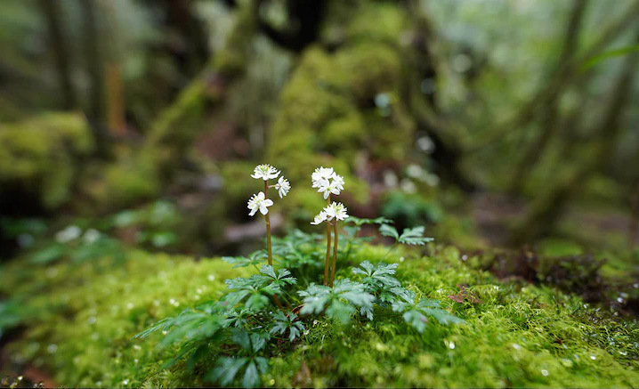 Objektív Sony FE 14mm F1.8 GM čierny Snímek zaostřený na malou květinu na skále v lese, s výrazným rozmazáním před květinou i za ní.