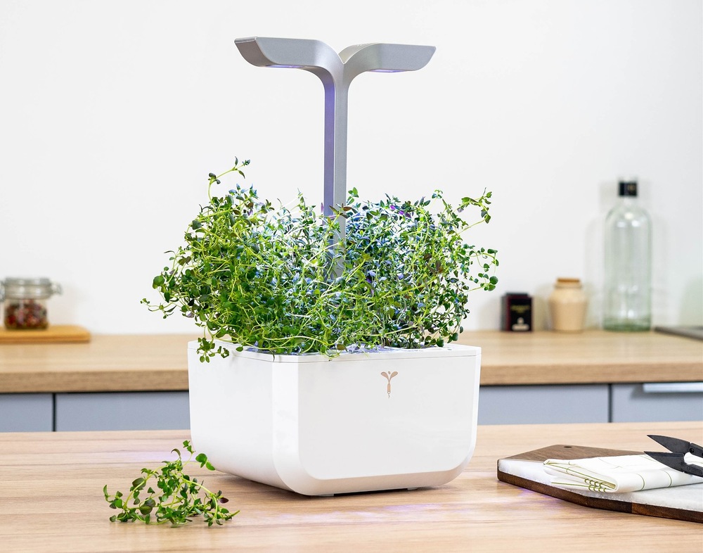 Semienka Véritable Lingot Tymian - BIO Čerstvý tymián rastúci v kvetináči (záhradke) Véritable na kuchynskej linke
