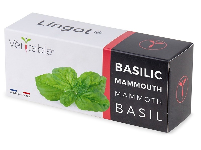 Semienka Véritable Lingot Bazalka mamutie