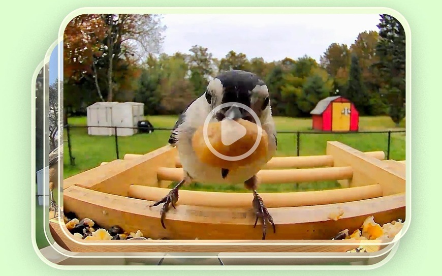 Vtáčie krmítko Birdfy Bamboo s kamerou a solárnym panelom (AI predplatné) Ilustrácia video záznamu s vtáčikom.