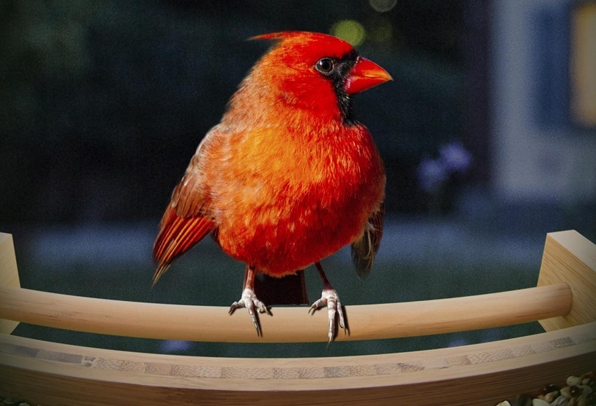 Vtáčie krmítko Birdfy Bamboo s kamerou a solárnym panelom (AI doživotne zadarmo) Detail obrázku vtáka na krmítku.