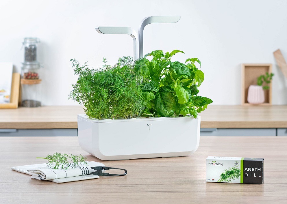 Semienka Véritable Lingot Kôpor - BIO Bylinky rastúce v kvetináči (záhradke) Véritable na kuchynskej linke