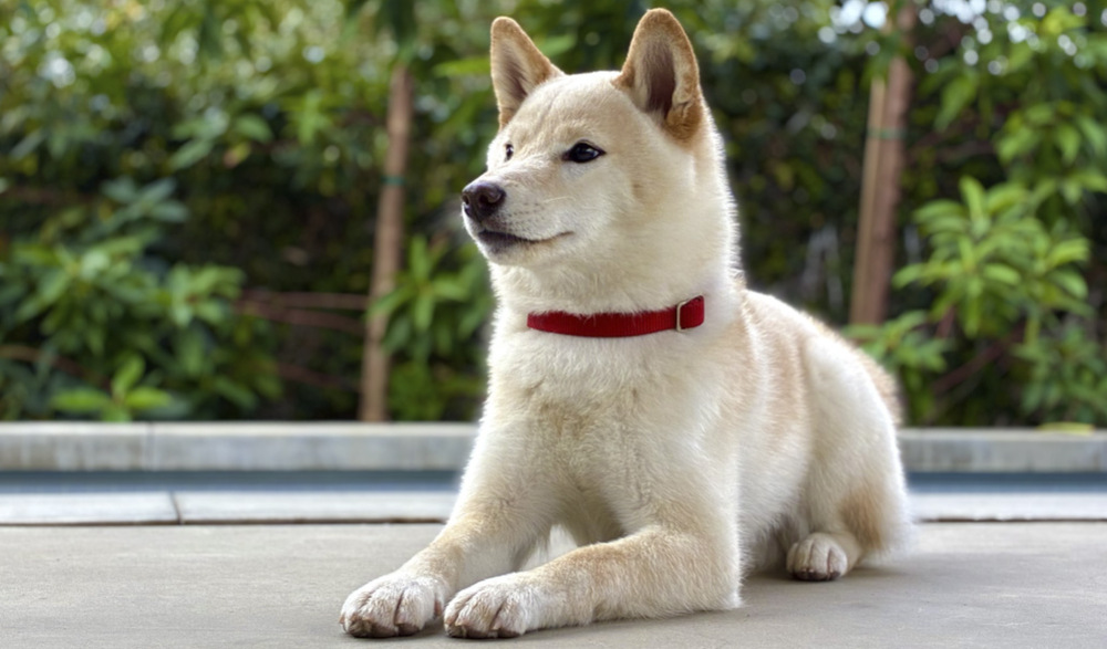 Mobilný telefón Apple iPhone 17e 256 GB čierny Apple iPhone 17e stavia na 48Mpx Fusion fotoaparát