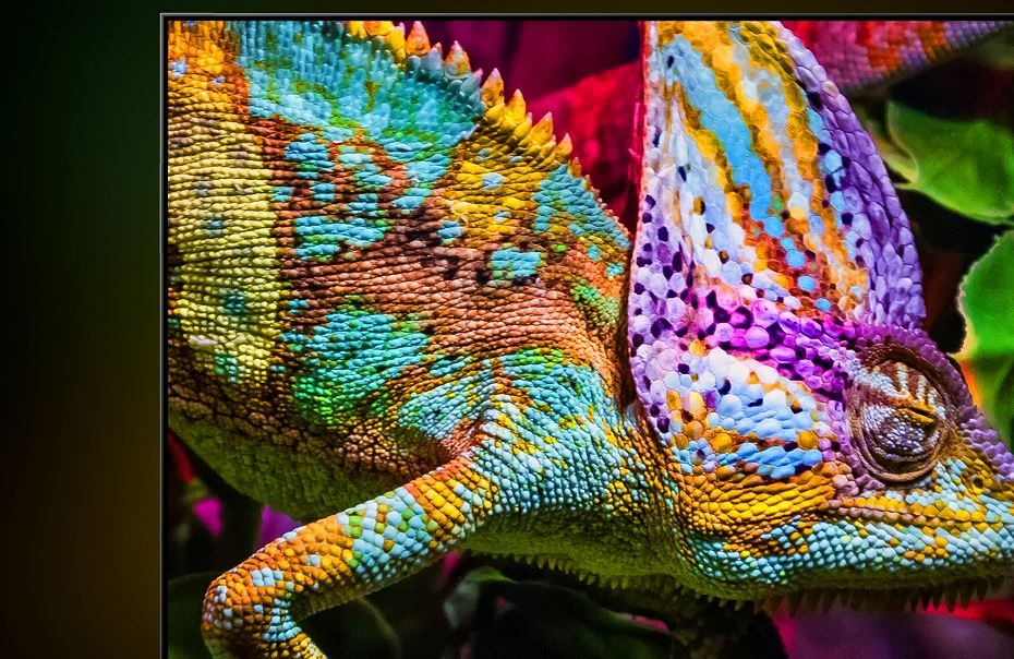 Chameleón na časti obrazovky televízie Hisense ako znázornenie veľkého množstva rôznych farieb a odtieňov.