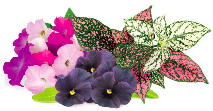 Semienka Click and Grow Mix kvetín - 9 ks