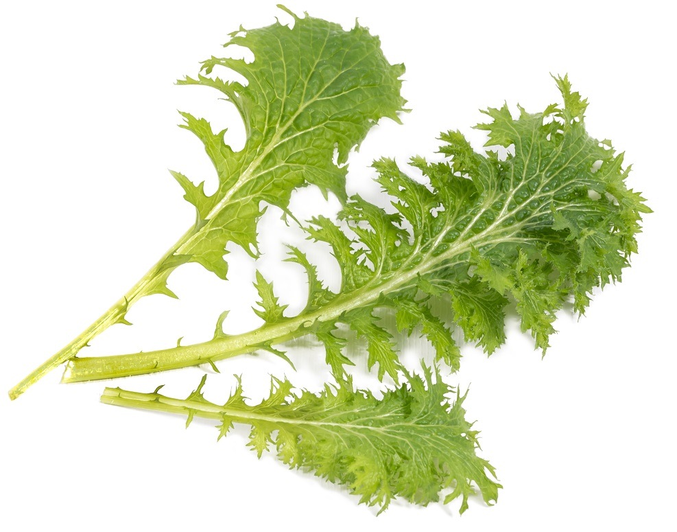 Semienka Véritable Lingot Wasabi horčica listová - BIO Zozbieraná Wasabi listová horčica vypestovaná v kvetináči (záhradke) Véritable