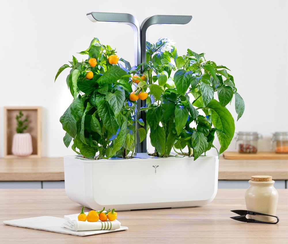 Semienka Véritable Lingot Žltá mini paprika - BIO Žlté mini papriky rastúce v kvetináči (záhradke) Véritable na kuchynskej linke