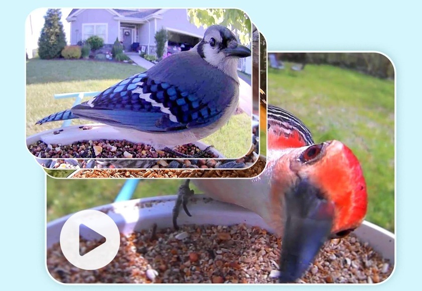 Vtáčie krmítko Birdfy s kamerou a solárnym panelom (AI predplatné) Vizualizácia videa s vtákom.