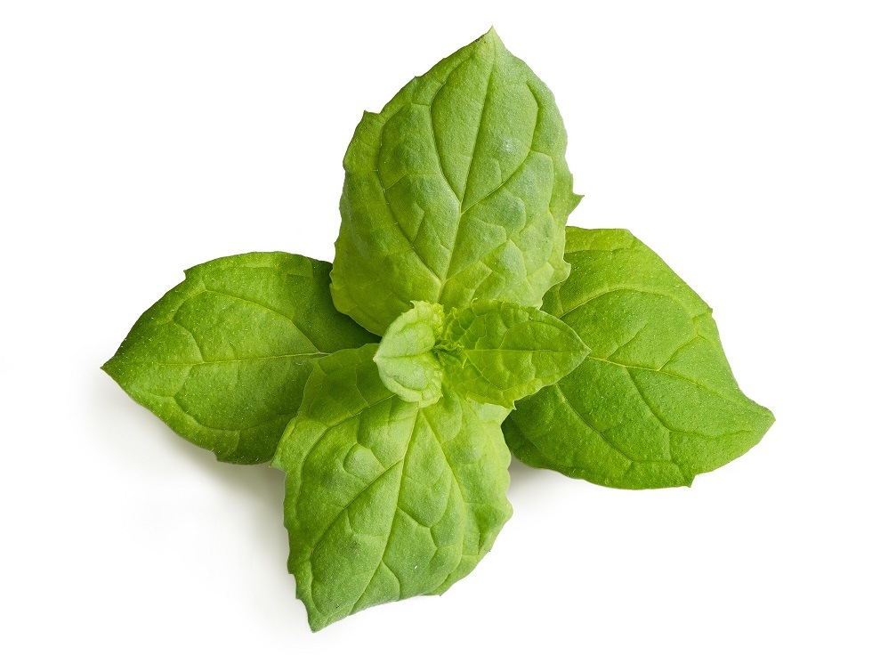 Semienka Véritable Lingot Marocká mäta - BIO Zozbieraná Marocká mäta vypestovaná v kvetináči (záhradke) Véritable