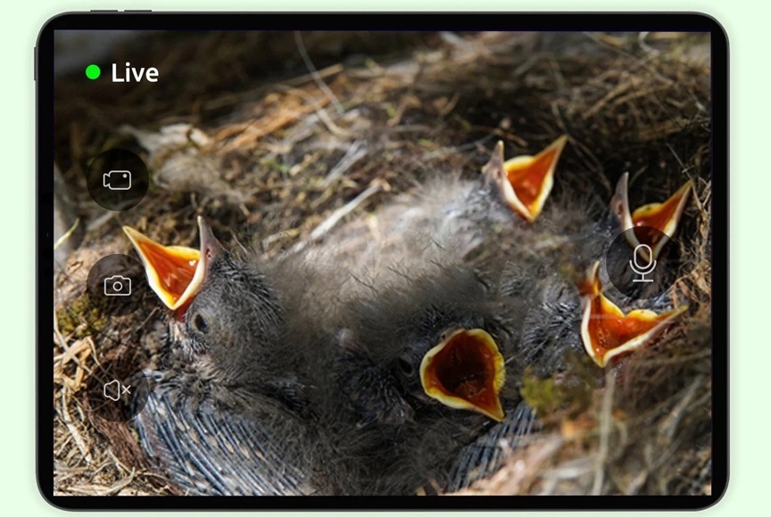 Vtáčia búdka Birdfy Ebony s kamerou (AI predplatné) Vizualizácia zobrazenia videa na tablete.
