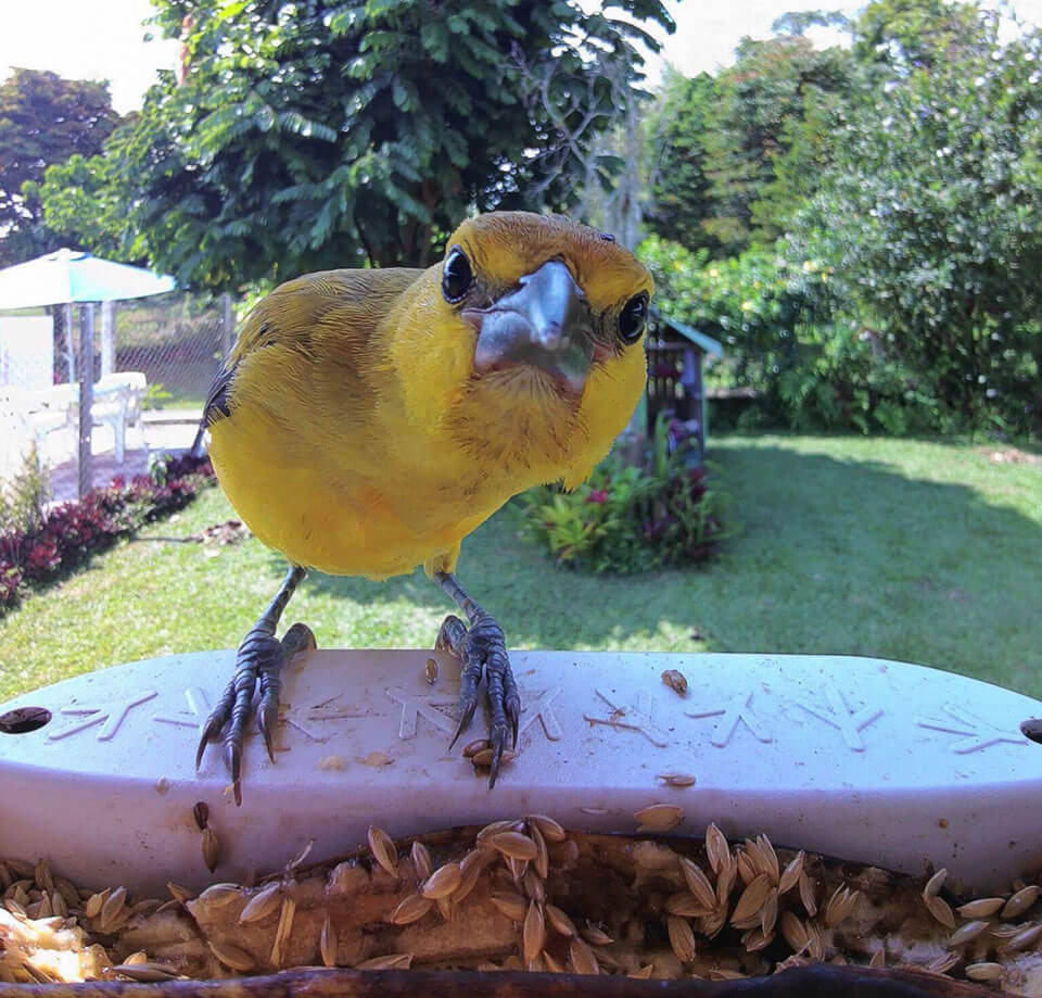 Inteligentný podávač Bird Buddy PRO Solar modré Inteligentný podávač Bird Buddy PRO Solar modré