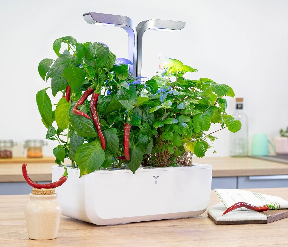Semienka Véritable Lingot Cayenne štipľavé čili Cayenne pálivé chilli rastúce v kvetináči (záhradke) Véritable na kuchynskej linke