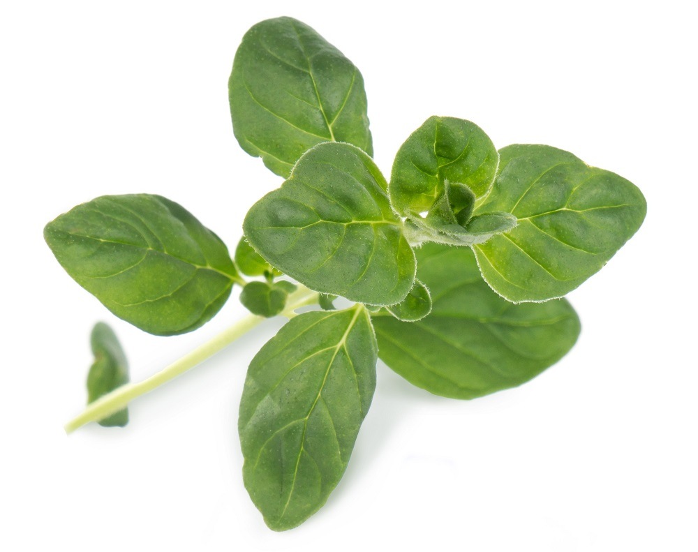 Semienka Véritable Lingot Oregano - BIO Pozberané Oregano vypestované v kvetináči (záhradke) Véritable