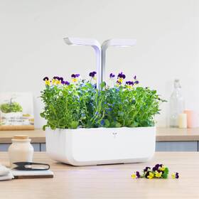 Semienka Véritable Lingot Maceška - BIO 

 obrázok produktu 2 z 2