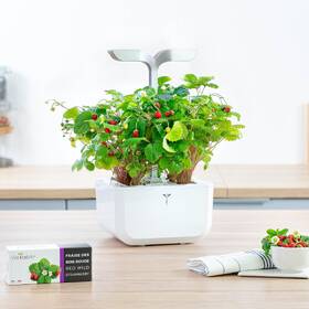 Semienka Véritable Lingot Divoké červené jahody 

 obrázok produktu 2 z 2