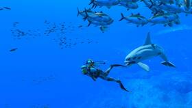 Hra Nintendo Switch Endless Ocean Luminous 

 obrázok produktu 1 z 9