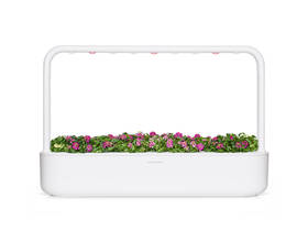 Semienka Click and Grow Taricovka prímorská (3 ks) 

 obrázok produktu 3 z 4