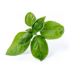 Semienka Véritable Lingot Sladká bazalka - BIO 

 obrázok produktu 1 z 2