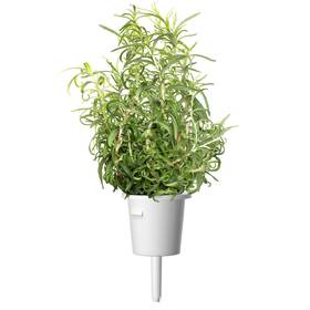 Semienka Click and Grow Rozmarín - 3 ks 

 obrázok produktu 2 z 3