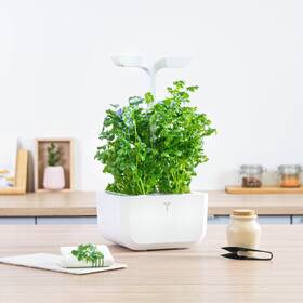 Semienka Véritable Lingot Koriander 

 obrázok produktu 2 z 2