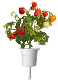 Semienka Click and Grow Mini paradajky - 3 ks 

 obrázok produktu 2 z 3