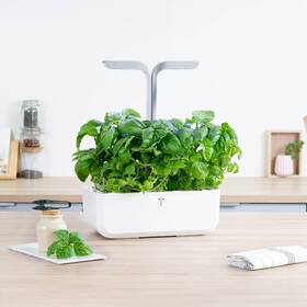Semienka Véritable Lingot Bazalka mamutie 

 obrázok produktu 2 z 2