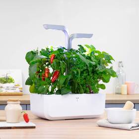 Semienka Véritable Lingot Jalapeño pálivé chilli 

 obrázok produktu 2 z 2