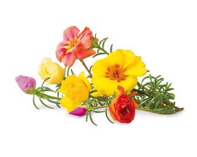 Semienka Click and Grow Portulaka veľkokvetá (3 ks) 

 obrázok produktu 1 z 4