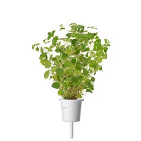 Semienka Click and Grow Oregano (3 ks) 

 obrázok produktu 2 z 3
