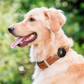 Puzdro Spigen Pet Collar na AirTag čierne

 obrázok produktu 2 z 3