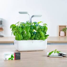 Semienka Véritable Lingot Thajská bazalka - BIO 

 obrázok produktu 2 z 2