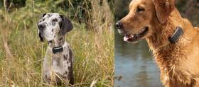 GPS lokátor Tractive DOG 6 XL –  pre psy so sledovaním životných funkcií a zdravotnými upozorneniami hnedý

 obrázok produktu 5 z 5