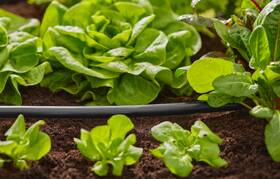 Rúrka rozvodná Gardena MicroDrip System Flex 13 mm, 50 m 

 obrázok produktu 2 z 3