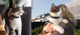 GPS lokátor Tractive CAT 6 Mini – pre mačky a zdravie monitor s integrovaným obojkom hnedý

 obrázok produktu 4 z 4