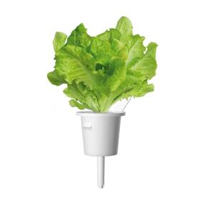 Semienka Click and Grow Hlávkový šalát - 3 ks 

 obrázok produktu 2 z 3