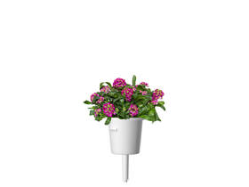 Semienka Click and Grow Taricovka prímorská (3 ks) 

 obrázok produktu 4 z 4