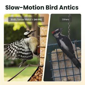 Vtáčie krmítko Birdfy Metal V, kovové s kamerou a solárnym panelom (AI predplatné) hnedý

 obrázok produktu 8 z 8